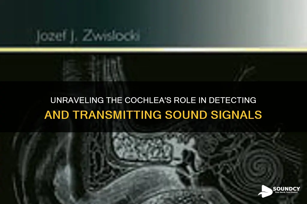 how does the cochlea detect and transmit sound signals
