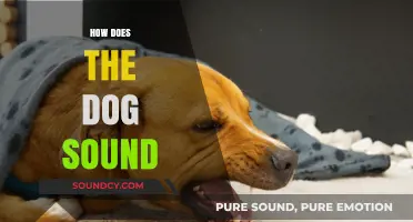 Understanding the Unique Sounds Dogs Make and What They Mean