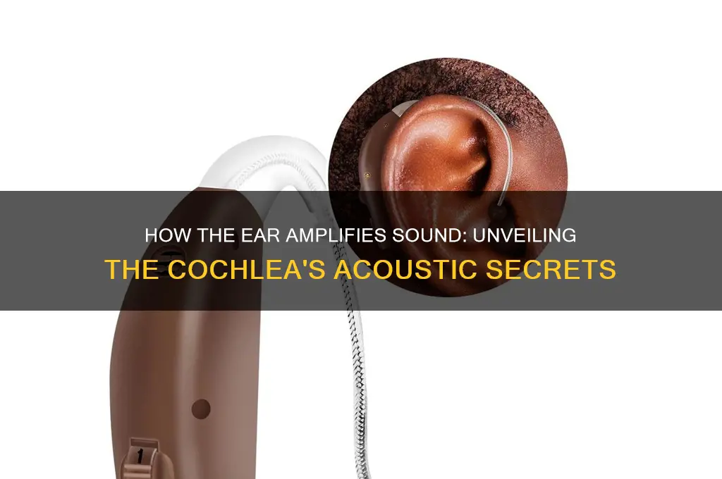 how does the ear amplify sound