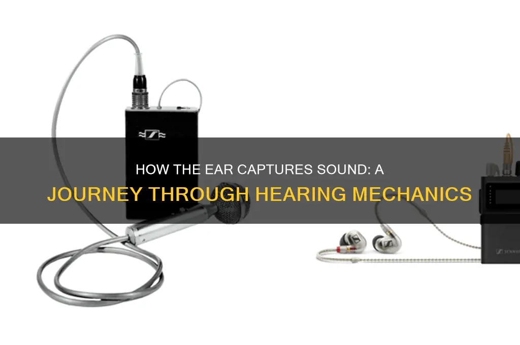 how does the ear capture sound
