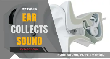 How the Ear Captures and Processes Sound Waves Explained