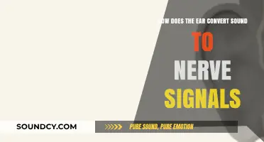How the Ear Transforms Sound Waves into Neural Signals