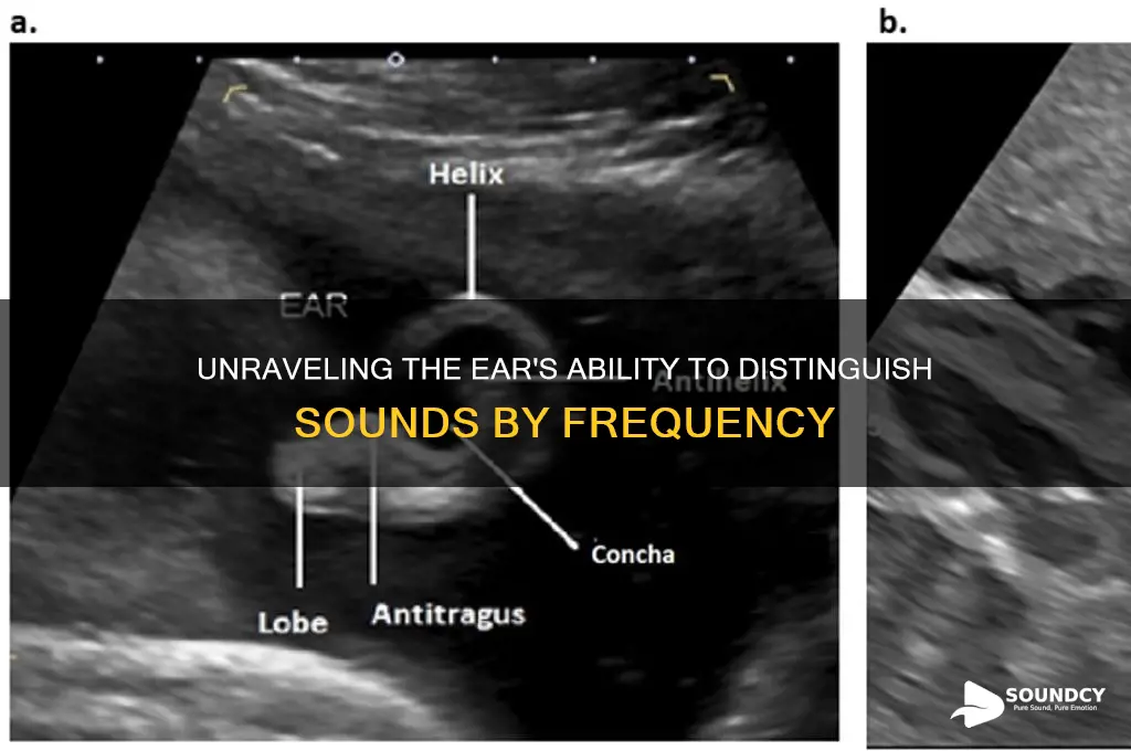 how does the ear differentiate sounds of various frequency