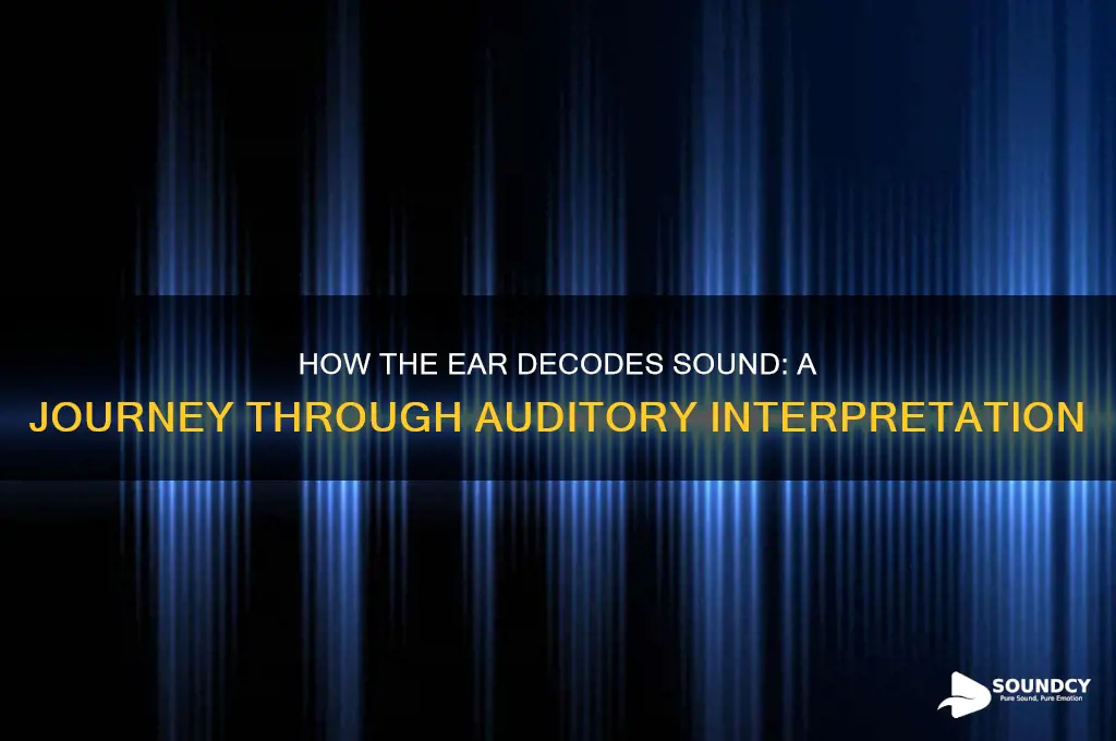 how does the ear interpret sound