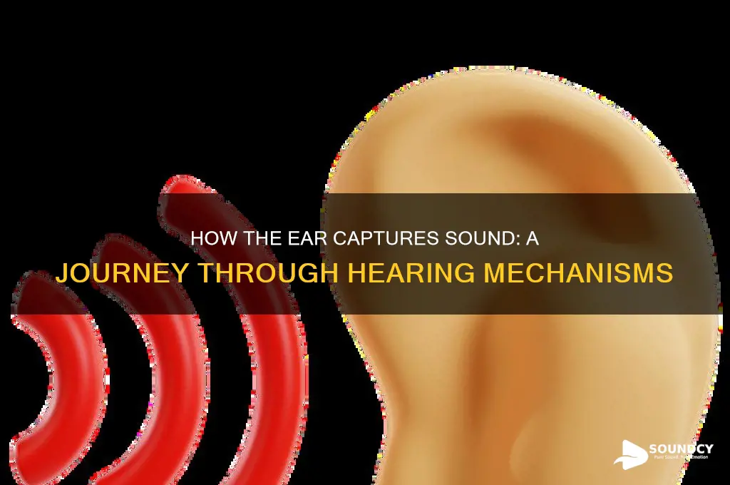 how does the ear receive sound