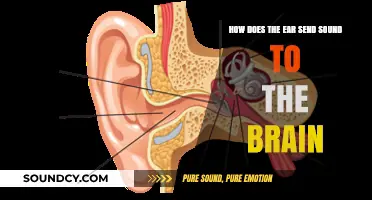 How the Ear Captures and Transmits Sound to the Brain