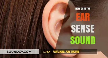 Unraveling the Mystery: How Our Ears Detect and Process Sound