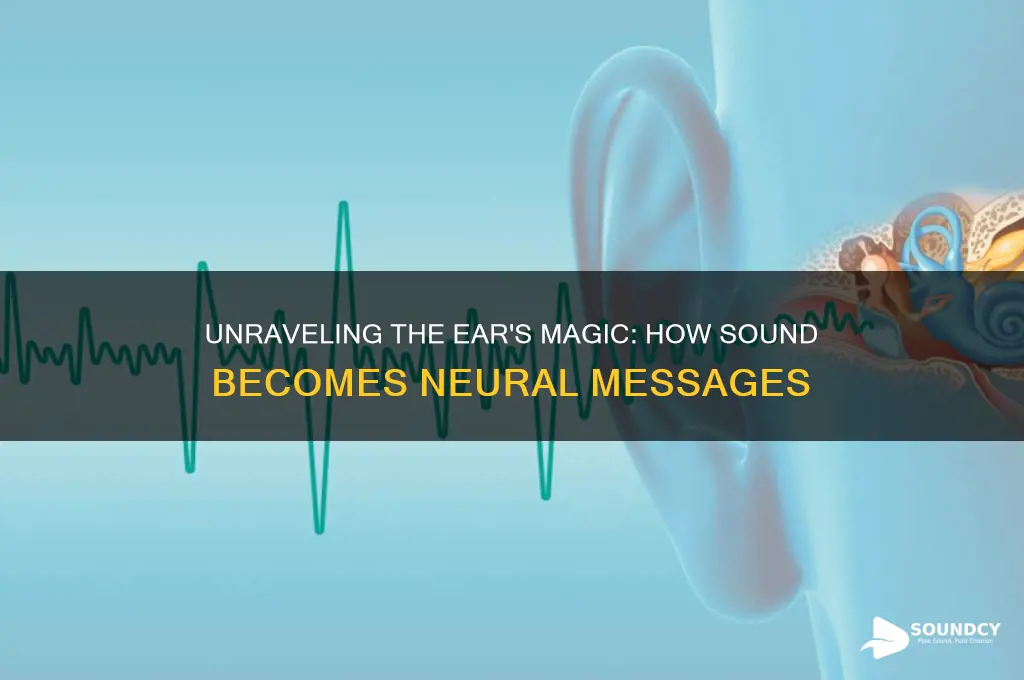how does the ear transform sound into neural messages