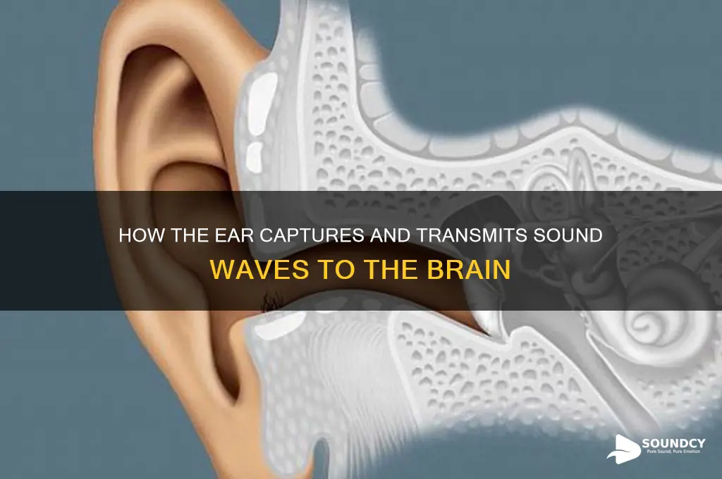 how does the ear transmit sound