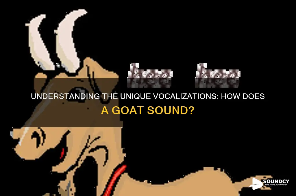 how does the goat sound