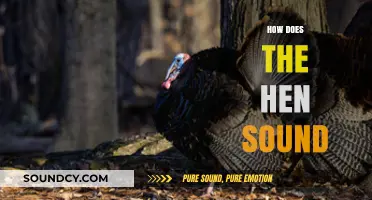 Understanding the Unique Clucks and Calls of a Hen's Vocalizations