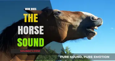 Understanding the Unique Sounds Horses Make and What They Mean