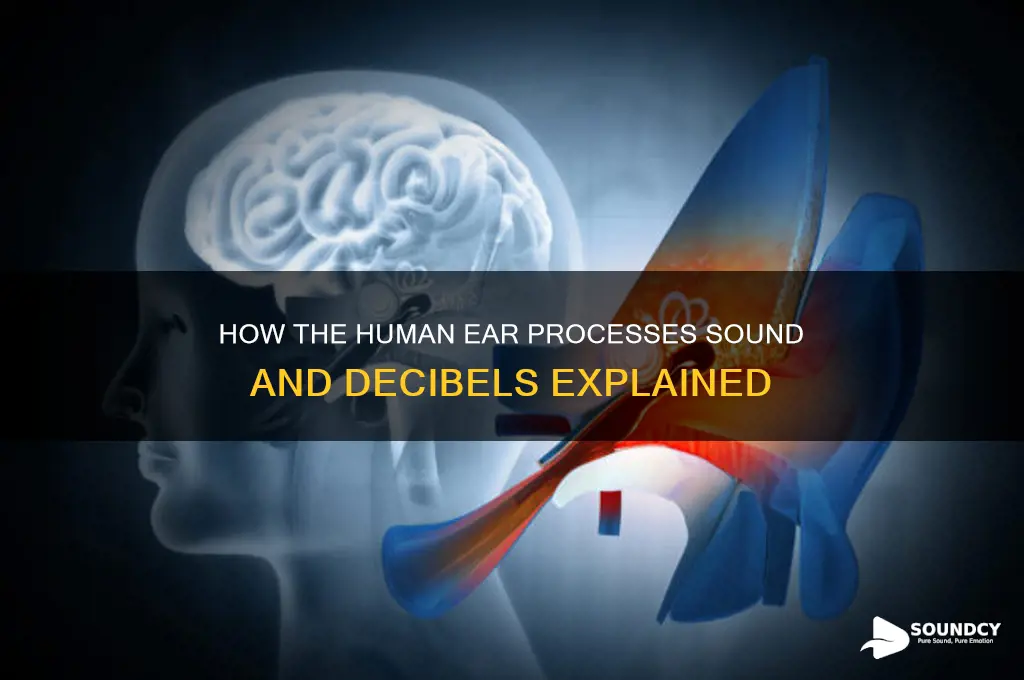 how does the human ear perceive sound and dbs