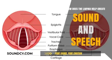 Understanding the Larynx: How It Produces Sound and Enables Speech
