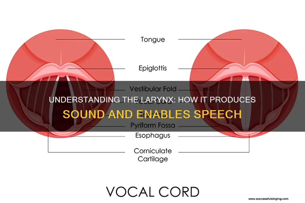 how does the larynx help create sound and speech