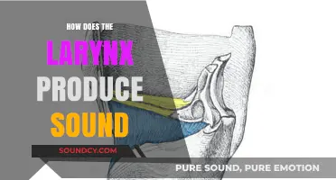 Understanding Larynx Mechanics: How Vocal Folds Create Human Sound