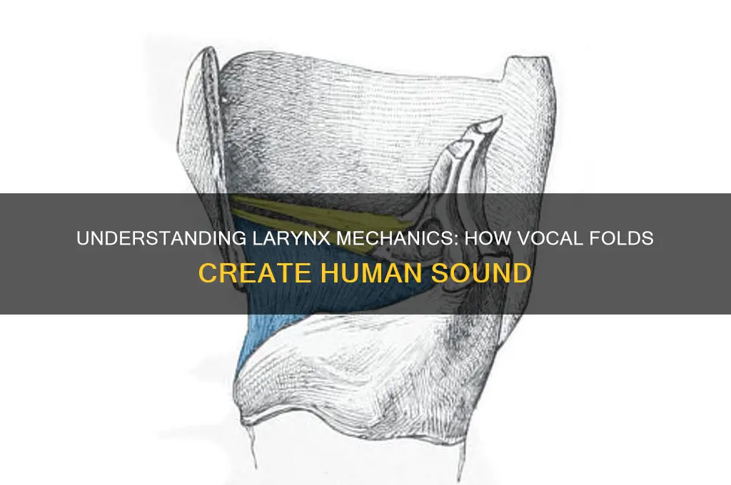 how does the larynx produce sound