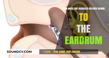 How Ossicles Transmit Sound Waves to the Eardrum: A Detailed Guide