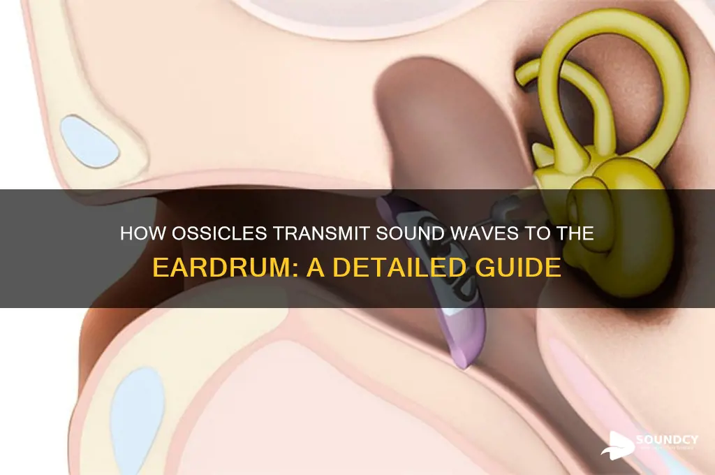 how does the ossicles deliver sound to the eardrum