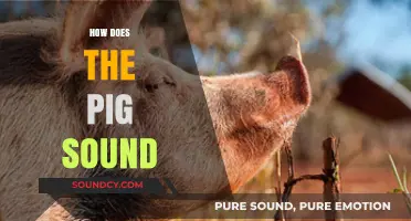 Understanding the Unique Sounds Pigs Make and What They Mean