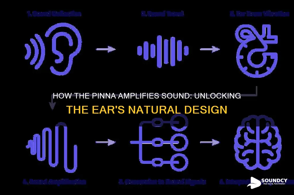 how does the pinna amplify sound