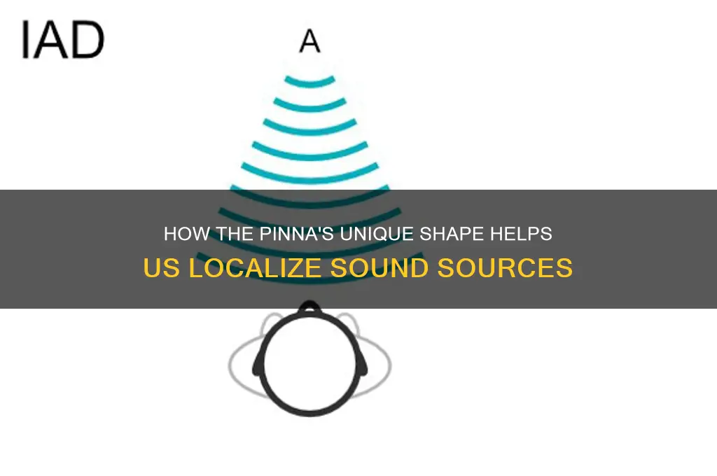how does the pinna localize sound