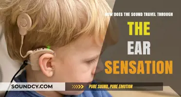 Unraveling the Journey: How Sound Waves Reach Your Brain