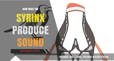 Unveiling the Syrinx: How Birds' Vocal Organ Produces Sound
