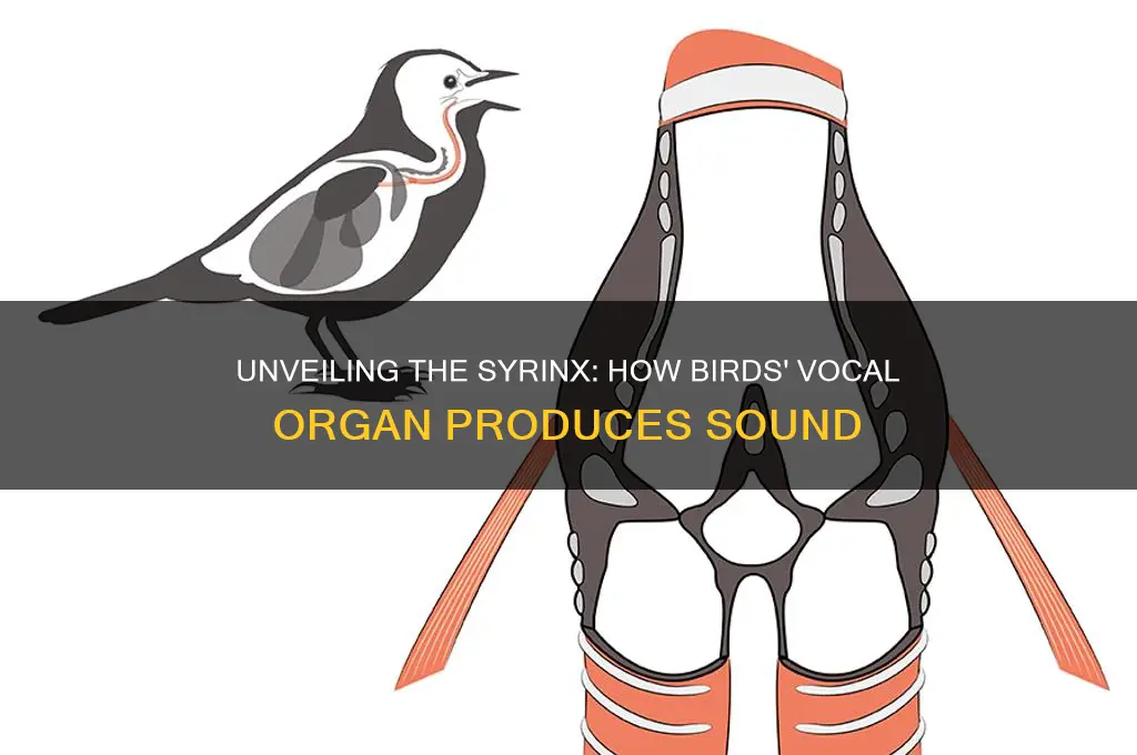 how does the syrinx produce sound