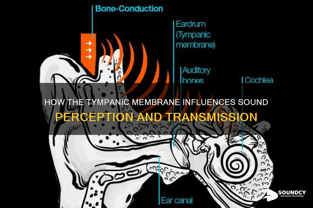 how does tympanic membrane affect sound
