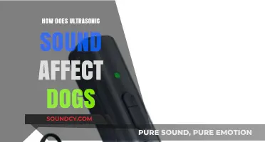 Ultrasonic Sounds: Impact on Dogs' Behavior and Hearing Explained