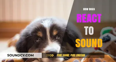 Understanding Canine Hearing: How Dogs React to Sounds Around Them