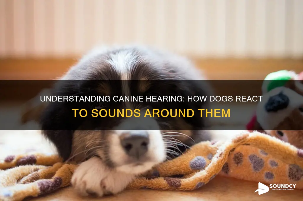 how dogs react to sound