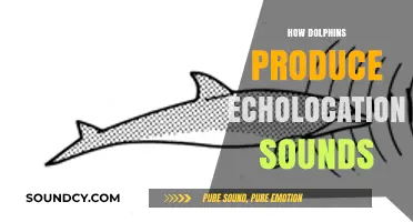 Unveiling the Mystery: How Dolphins Create Echolocation Sounds
