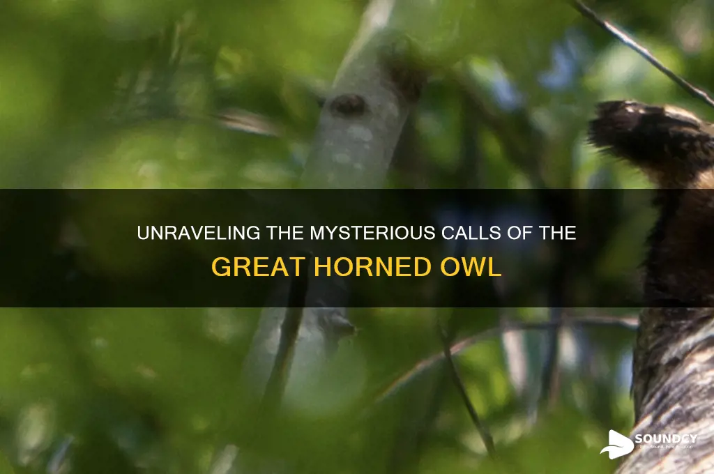 how dose great horned owl sound