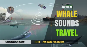 Whale Calls: How Far Do They Travel?
