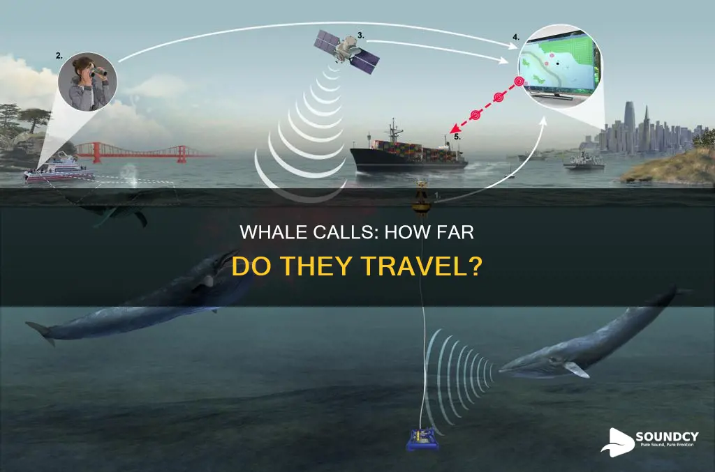 how far do whale sounds travel