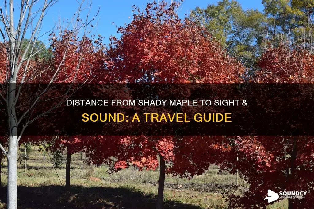 how far is shady maple from sight and sound