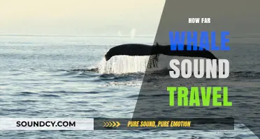 How Far Do Whale Sounds Travel in the Ocean?