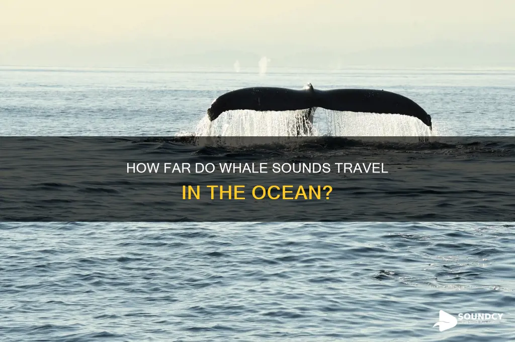 how far whale sound travel