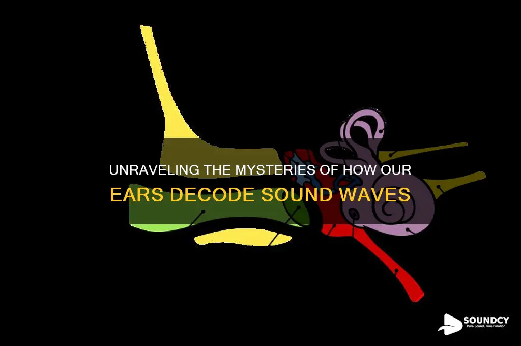 how human ear perceives sound
