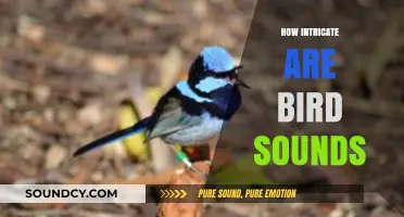 Unraveling the Complexity: The Intricate Symphony of Bird Sounds