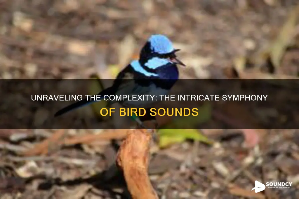 how intricate are bird sounds