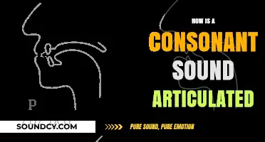 Understanding Consonant Articulation: How Sounds Are Produced in Speech