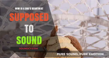 Understanding Your Dog's Heartbeat: What a Healthy Rhythm Should Sound Like