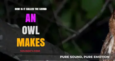 What's the Name of the Unique Sound an Owl Produces?