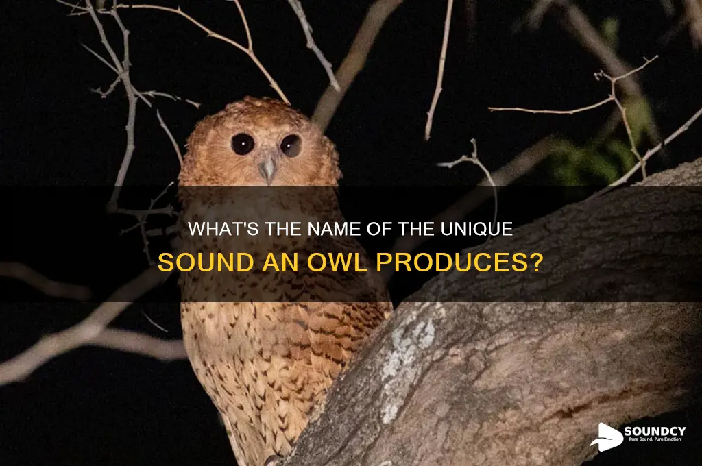 how is it called the sound an owl makes