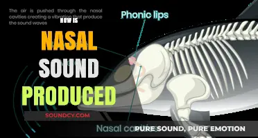 Understanding Nasal Sound Production: Mechanics and Techniques Explained