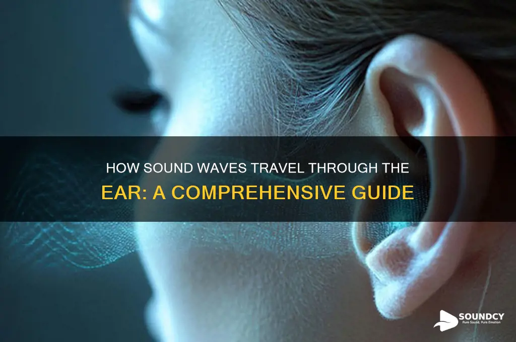 how is sound distributed through ear