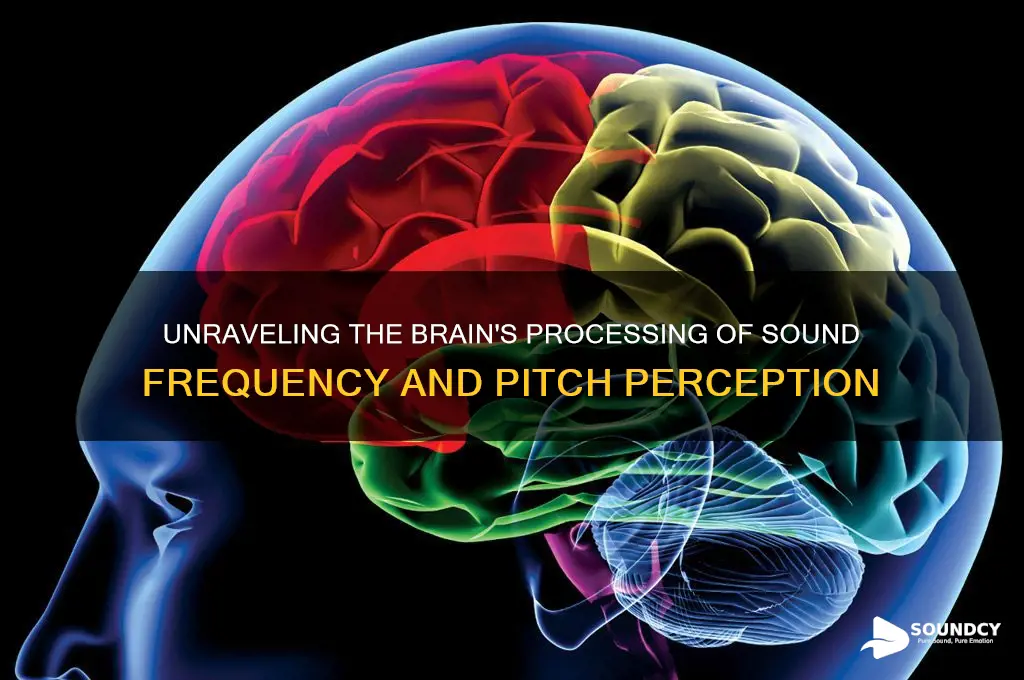 how is sound frequency pitch processed